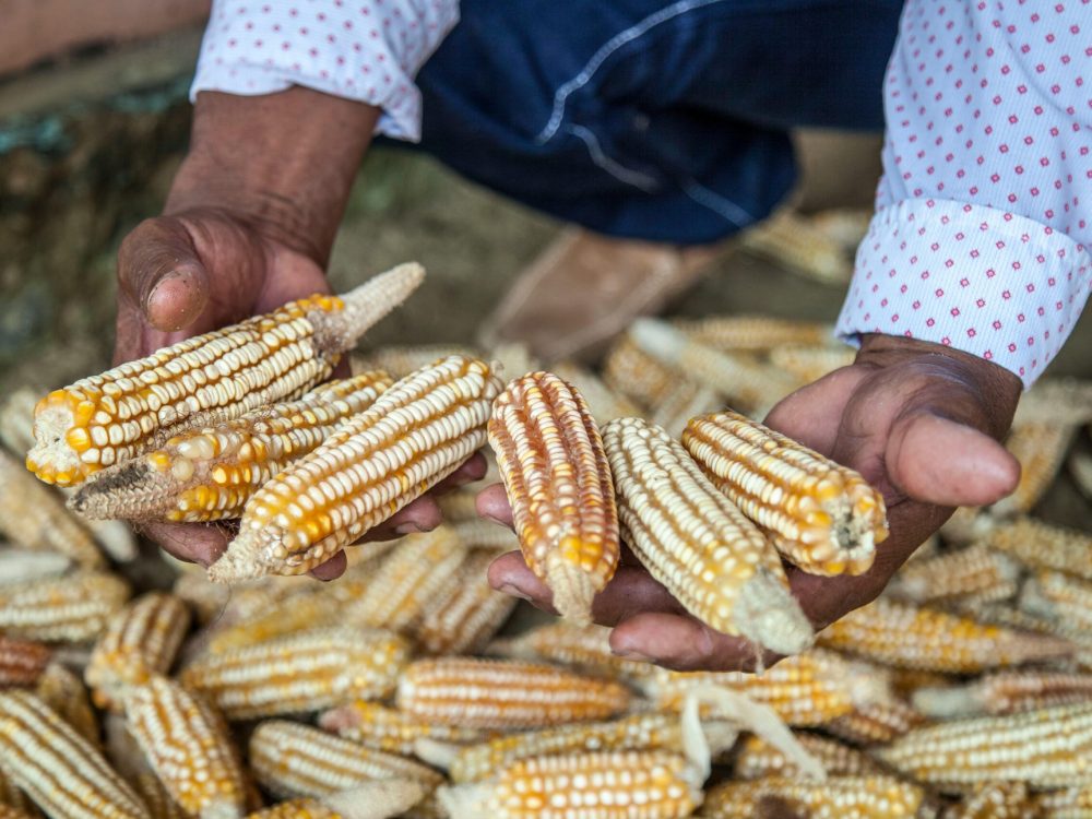 Sustainable livelihoods